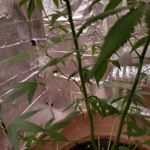 Mango Sherburt growlog photo: Growth and spurs