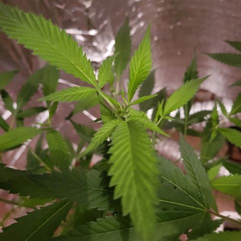 Mango Sherburt growlog photo: Growth and spurs