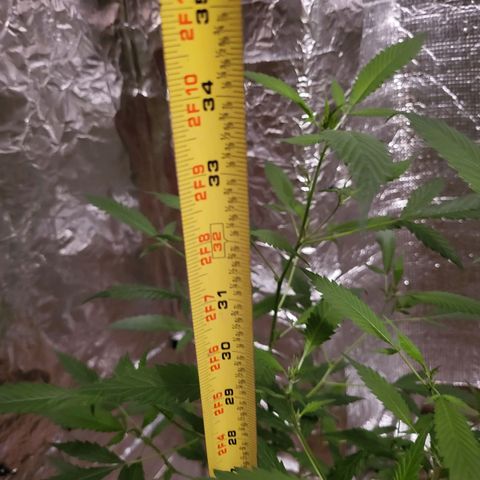 Mango Sherburt growlog photo: Growth and spurs