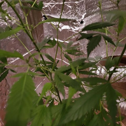 Mango Sherburt growlog photo: Growth and spurs