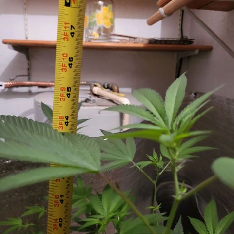 Bitter growlog photo: Growth and spurs