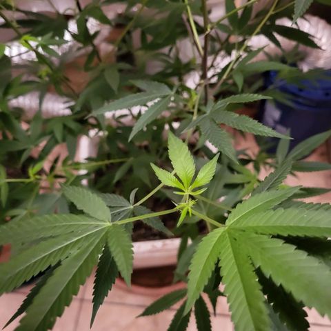 Bitter growlog photo: Growth and spurs