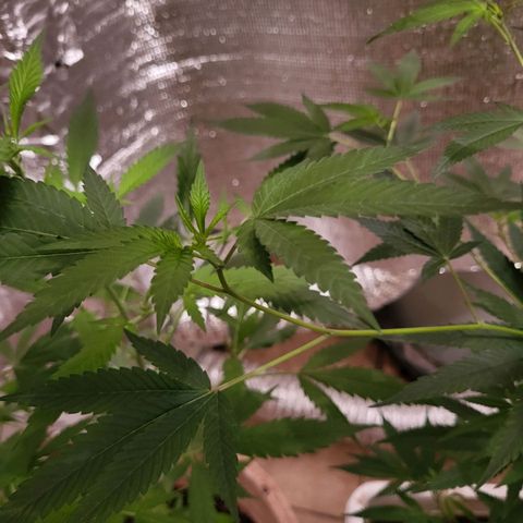 Bitter growlog photo: Growth and spurs