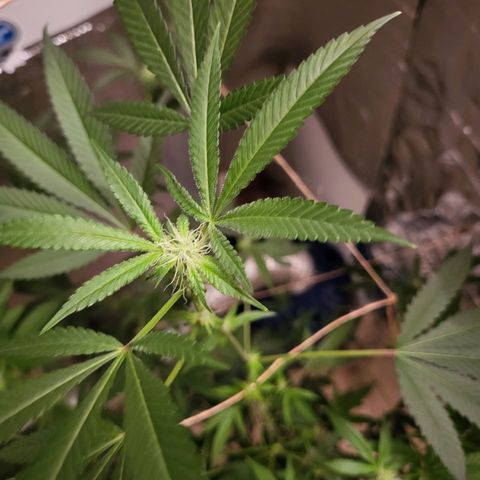 Bitter growlog timeline photo