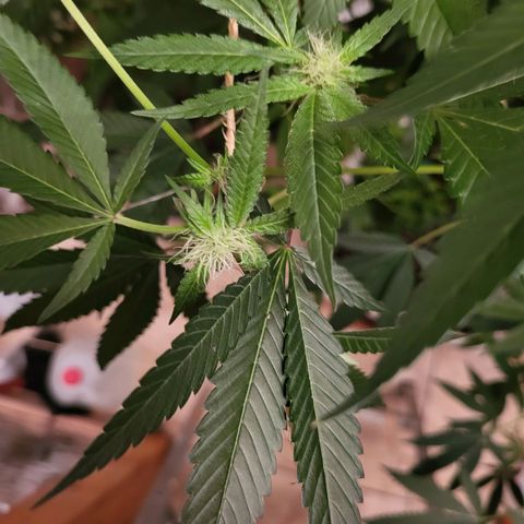 Bitter growlog timeline photo