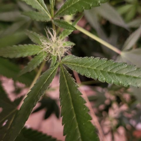 Bitter growlog timeline photo