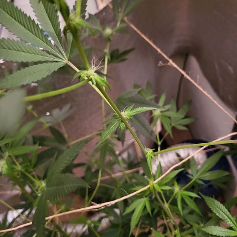 Bitter growlog timeline photo