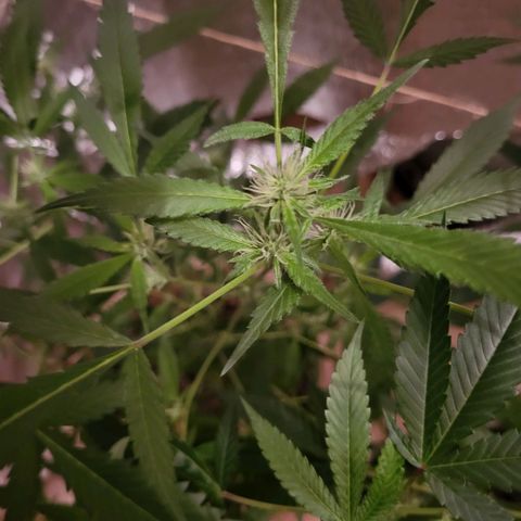 Mango Sherburt growlog timeline photo