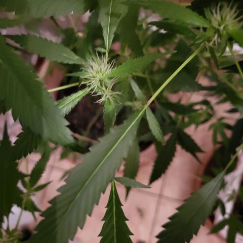 Mango Sherburt growlog timeline photo