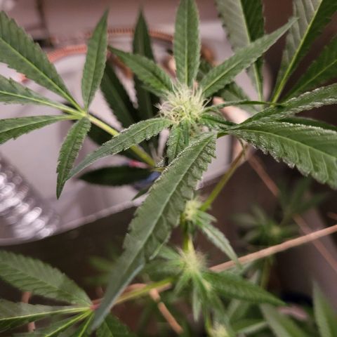 Bitter growlog timeline photo