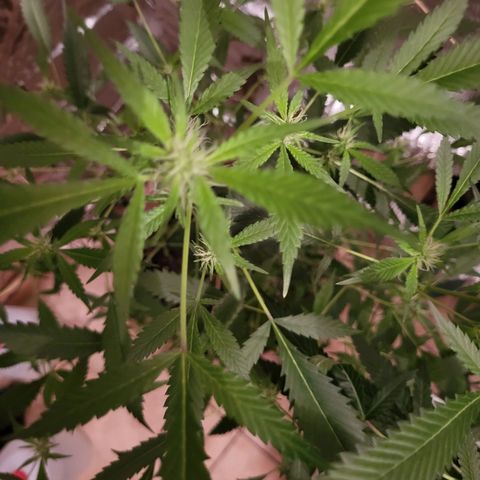 Mango Sherburt growlog timeline photo