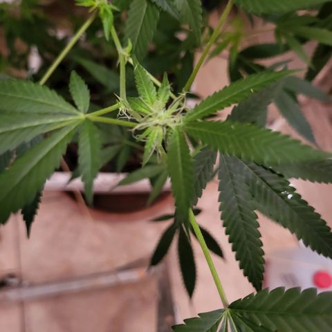 Bitter growlog timeline photo