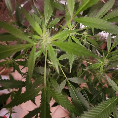 Mango Sherburt growlog timeline photo