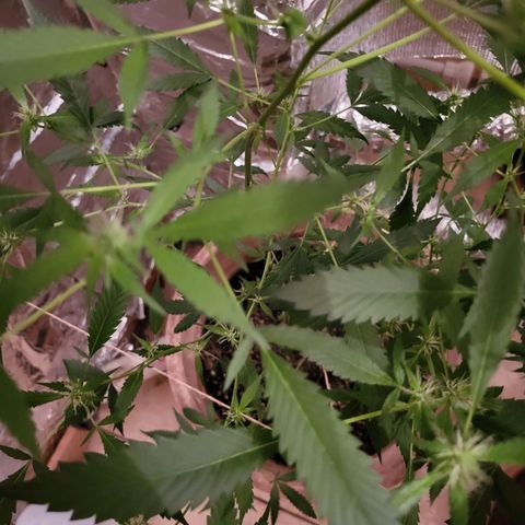 Mango Sherburt growlog timeline photo