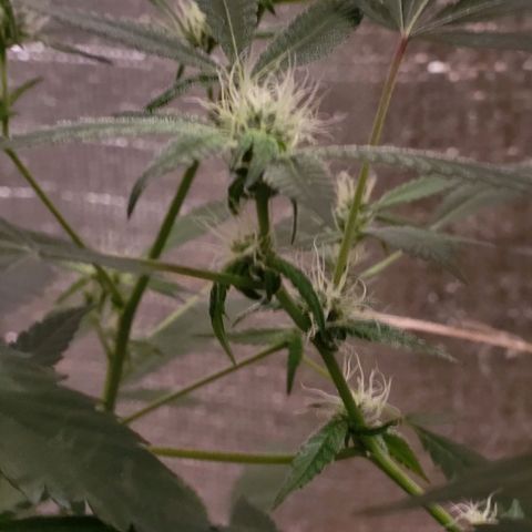 Mango Sherburt growlog timeline photo
