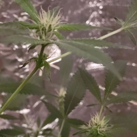 Bitter growlog timeline photo