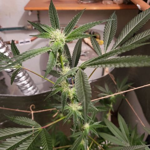 Bitter growlog timeline photo