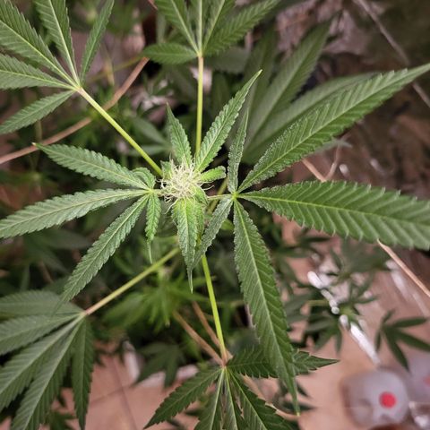 Bitter growlog timeline photo