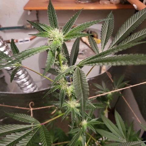 Bitter growlog timeline photo