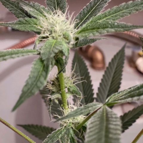 Bitter growlog timeline photo