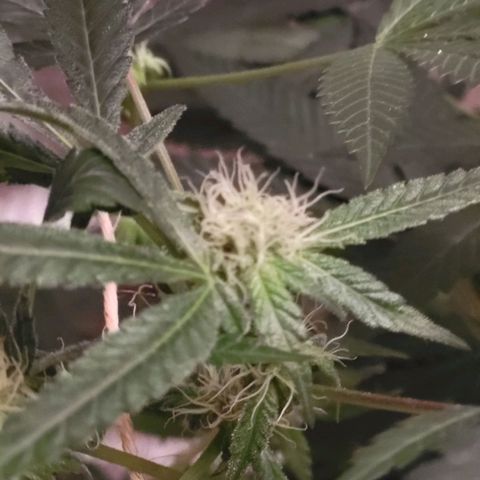 Bitter growlog timeline photo