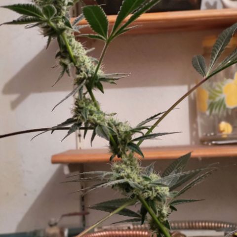 Bitter growlog timeline photo