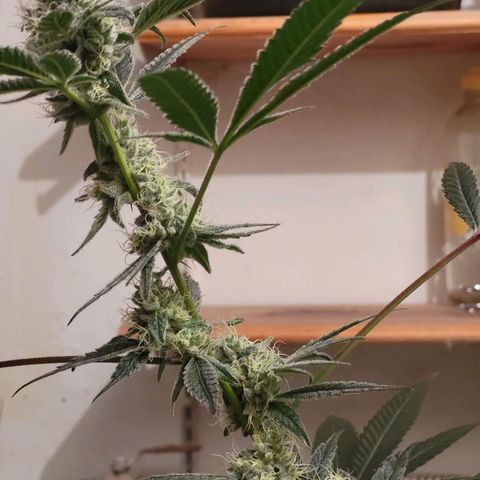 Bitter growlog timeline photo