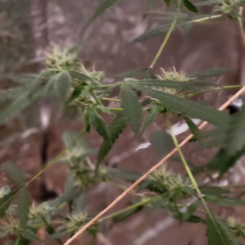 Mango Sherburt growlog timeline photo