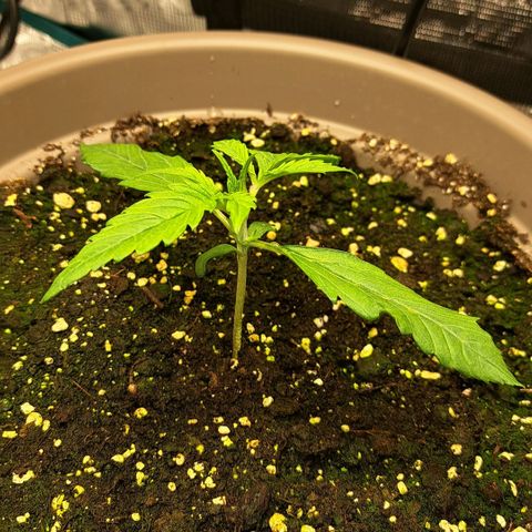 Stracciatella Cream growlog timeline photo