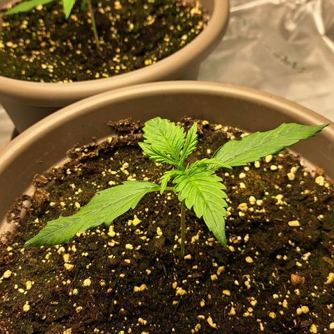 Stracciatella Cream growlog timeline photo