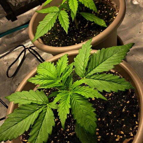 Stracciatella Cream growlog timeline photo