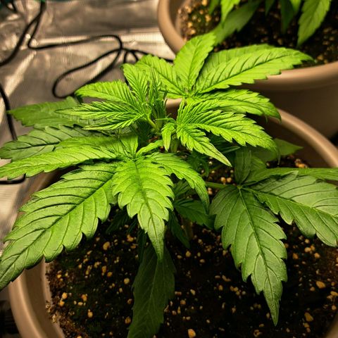 Stracciatella Cream growlog timeline photo