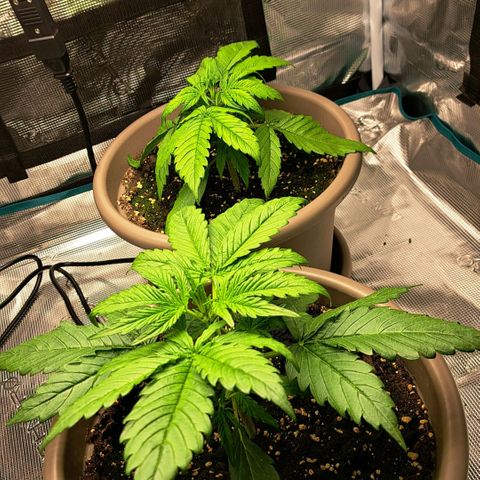 Stracciatella Cream growlog timeline photo