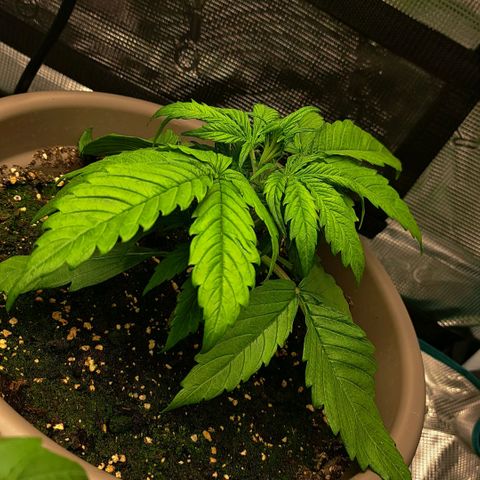 Stracciatella Cream growlog timeline photo