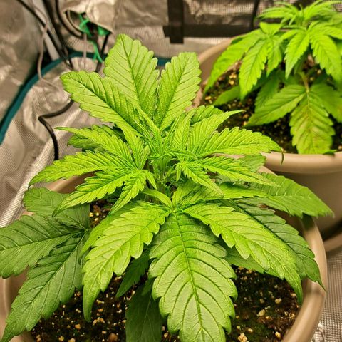 Stracciatella Cream growlog timeline photo
