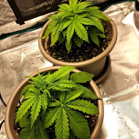 Stracciatella Cream growlog timeline photo