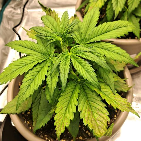 Stracciatella Cream growlog timeline photo