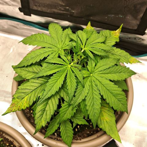 Stracciatella Cream growlog timeline photo