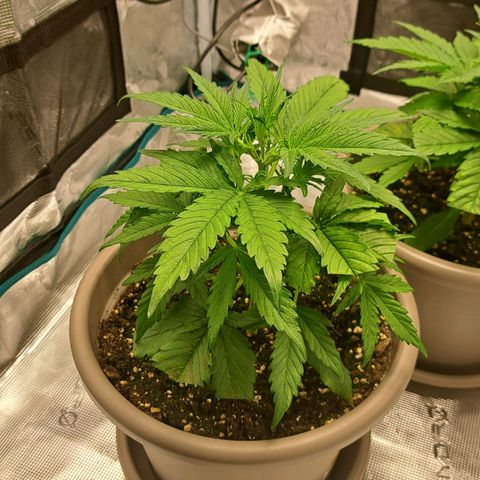 Stracciatella Cream growlog timeline photo