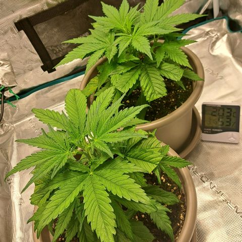 Stracciatella Cream growlog timeline photo