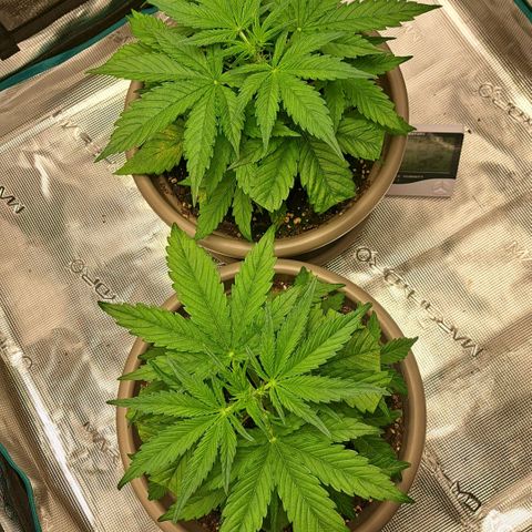 Stracciatella Cream growlog timeline photo