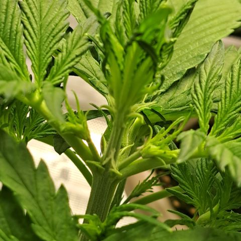 Stracciatella Cream growlog timeline photo