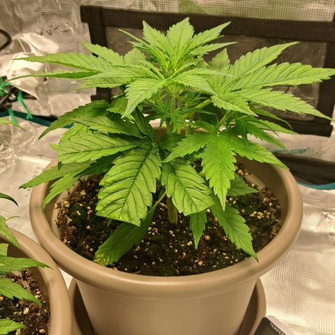 Stracciatella Cream growlog timeline photo