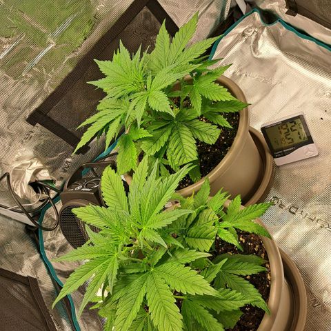 Stracciatella Cream growlog timeline photo