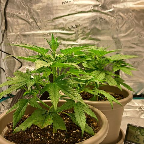 Stracciatella Cream growlog timeline photo