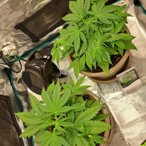 Stracciatella Cream growlog timeline photo