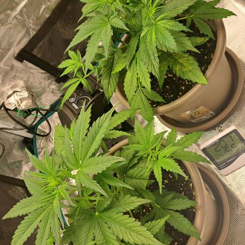 Stracciatella Cream growlog timeline photo