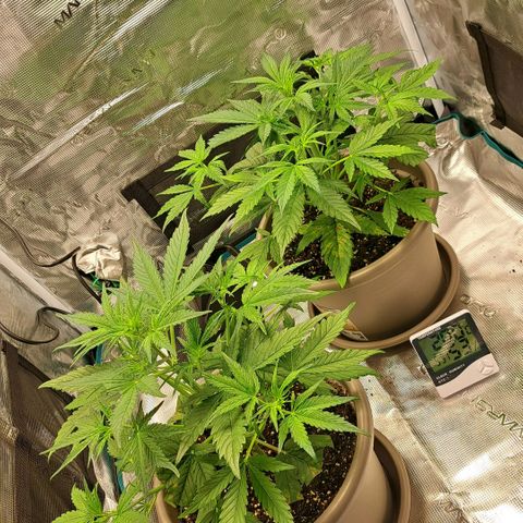 Stracciatella Cream growlog timeline photo