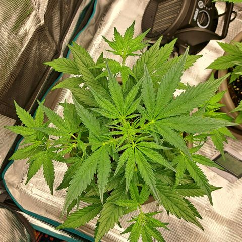 Stracciatella Cream growlog timeline photo