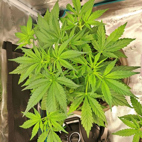 Stracciatella Cream growlog timeline photo